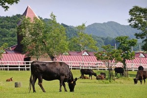 Thịt bò Nhật đang gây sốt Việt Nam được chăn nuôi thế nào?