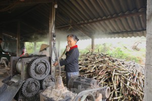 Làng mật mía đỏ lửa ngày đêm vào vụ Tết