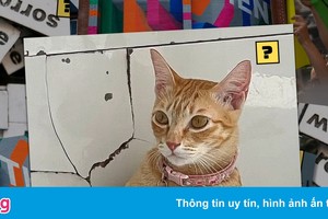 Chú mèo Mỹ Diệu 'bầy hầy' trở thành hiện tượng mạng xã hội