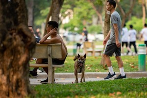 Hà Nội lại lập đội bắt chó thả rông, người dân nói gì?