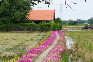 Đẹp ngỡ ngàng đường quê rực rỡ trong sắc hoa mười giờ