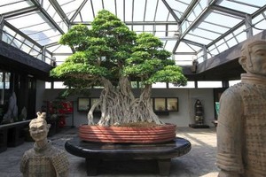 Chiêm ngưỡng 7 cây bonsai “thọ” nhất thế giới