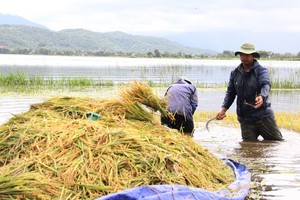 Người dân Đăk Lăk cuống cuồng gặt lúa non chạy lũ