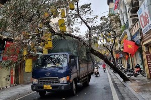 Cây trên phố cổ Hà Nội bật gốc đè trúng xe tải