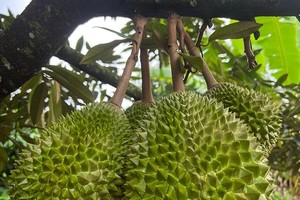 Sầu riêng Musang King trĩu cành, chín rụng bán 3 triệu đồng/quả