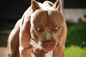 Lùa chó Pitbull, Becgie cắn người: Phòng vệ chính đáng hay cố ý gây thương tích?