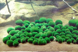 Marimo- loài tảo đặc biệt, báu vật tự nhiên của Nhật Bản