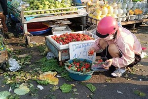 Phù phép dâu tây Trung Quốc thành Đà Lạt- nhà vườn chịu thiệt