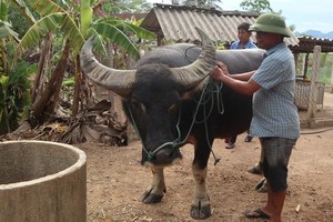 Nông dân Nghệ An nuôi những con trâu dũng mãnh giá 100 triệu