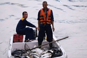 Hà Nội: Sau đúng 1 năm, cá lại chết trắng mặt hồ Hoàng Cầu