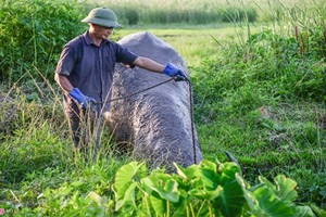 Nghề nuôi trâu chọi tốn cả trăm triệu mỗi năm ở Đồ Sơn 