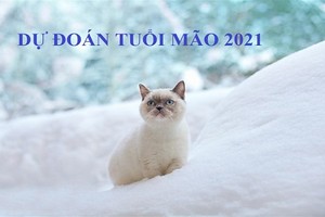 Dự đoán năm Tân Sửu 2021 cho người tuổi Mão: Hung xui lấn át, vận thế khó lường 