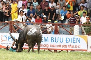 Đề xuất bỏ tổ chức đấu loại Lễ hội chọi trâu Đồ Sơn