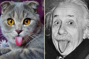 Mèo lè lưỡi siêu đáng yêu như Albert Einstein gây sốt