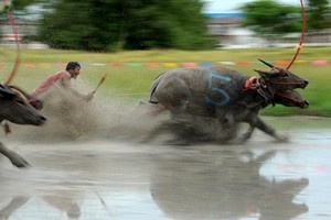 Kịch liệt cảnh trâu đua nhau bạt mạng trên đường đua