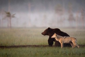 Chuyện lạ: Gấu nâu khổng lồ và sói xám quấn quýt nhau