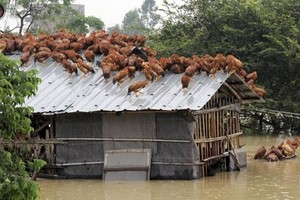 Muôn vàn cách đối phó với lũ của động vật