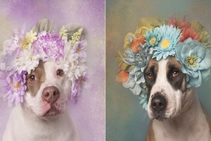 Vẻ đẹp mỹ miều khó thấy của loài chó pitbull