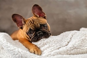 Giống chó Bulldog và những hành động “đốn tim” chủ