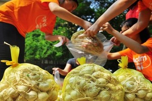 Hành tỏi Lý Sơn bị thương lái ép giá điêu đứng