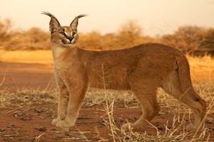 Ảnh siêu độc về loài mèo hoang dã caracal