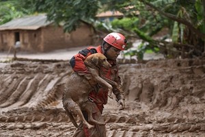 Kịch tính cảnh giải cứu chó bị mắc kẹt dưới bùn lầy