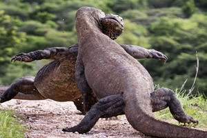 Rùng mình trận chiến hoàng gia của rồng Komodo