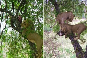 Sư tử dũng mãnh xấu hổ không cướp được thịt của báo đốm