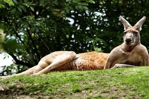 Khám phá gây sốc về kangaroo ai cũng nên biết