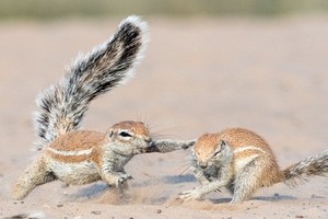 Mãn nhãn cảnh sóc đất châu Phi tung cước giành đồ ăn 