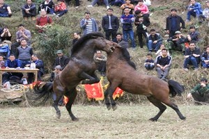 Ảnh: Cảnh chọi ngựa điên cuồng ngày xuân