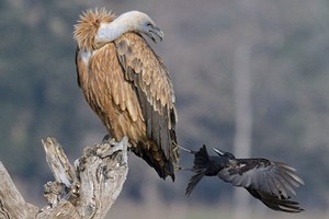 Quạ ranh mãnh nhổ lông đuôi kền kền với âm mưu đen tối