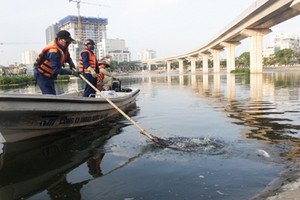 Ảnh: Vớt hàng bao tải cá chết, “sơ tán” cá sống ở hồ Hoàng Cầu