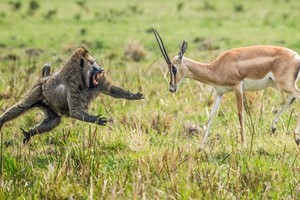 Ấn tượng những “người mẹ siêu nhân” trong thế giới động vật 