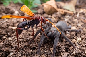 Ong bắp cày giết chết nhện khổng lồ rồi làm điều gây choáng