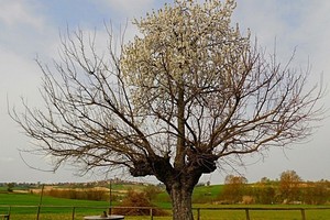 Bí ẩn cây mọc trên cây siêu kỳ quái, ai cũng tò mò