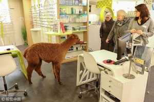 Độc đáo lạc đà Alpaca "xông pha" vào cửa hàng chọn kính 