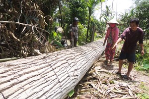 Nhân chứng sống kể chuyện tâm linh cụ bàng trên 150 tuổi ở Bến Tre