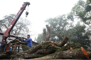 Cây sưa quý từng được trả trăm tỷ: Chốt ngày đấu giá