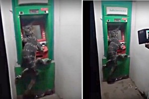 Giật mình thằn lằn khổng lồ mò ra cây ATM rút tiền