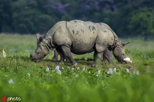 Tê giác “hợp thể” tạo hình ảnh siêu ngầu, như quái vật 2 đầu