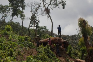 Kịch tính tinh tinh và cuộc chiến sinh tồn trong rừng rậm Congo