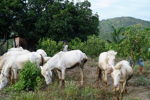 Đẹp tuyệt đàn ngựa bạch giữa dòng sông Ba 