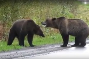 Cãi nhau dữ dội, gấu nâu khổng lồ kịch chiến giữa đường