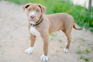 Cô gái bị chó pitbull cắn phải khâu 100 mũi khắp người