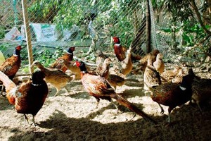 Lào Cai phát hiện cúm A/H5N6 trên đàn chim trĩ đỏ