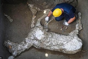 Phát hiện bất ngờ về xác ngựa chiến bị chôn vùi ở Pompeii