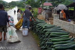 Rơi nước mắt bán 1 tạ bí đao không mua nổi 2kg thịt lợn