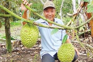 Lạ đời: Vườn cây ra trái “quá trời” mà nói không với thương lái