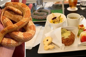 Café rắn ở Tokyo: Vừa uống café, vừa chơi đùa cùng 35 con rắn 